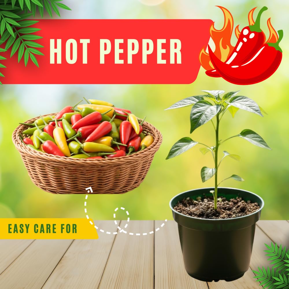 Hot Pepper Plants, 2 Pcs in Pot, Red Pepper Seedling, Pepper Plants Live for Planting, Ready for Edible Gardening, Zones 9 to 11