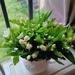 3 Grand Duke of Jasmine Plants Live, Jasmine Flower Plant for Gardening, 5 to 7Inc Long Live Plants