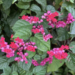 Red Purple Bleeding Heart Live Plant, 6-8 Inch Clerodendrum Live Plant, Clerodendrum Bleeding Heart Vine - Perennial Flower, Well Rooted Starter Plant