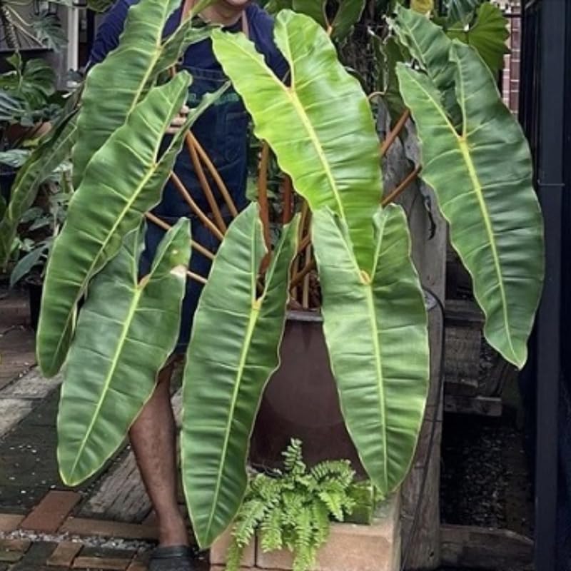 Billietiae Philodendron Plant Live, Rare Tropical Variegated Live Indoor Houseplant, Starter Plants No Pot, 5-9" in Tall