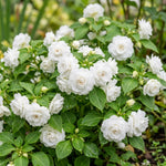 Impatiens Plant Live, White Double Impatiens Plant, 4-8 Inches Tall, Vibrant Perennial Flowers for Containers, Hanging Baskets and Garden Borders