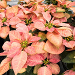2 Poinsettia Plants Live, Pink Poinsettia Flowers Christmas Decorations, Holiday Houseplant, Poinsettias Trees Plants, No Pot, 5-9" Tall