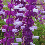 4 Fragrant Sage Salvia Live Plants, Planting in Spring Sage Plants Live, 5 to 10 Inches in Tall, Change Color (Mexican)