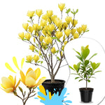 Yellow Magnolia Tree Live Plant in 1 Gallon Pot, 1-2 Feet Tall, 2 Years Old Well-Rooted Tree, Cold Hardy, Magnolia Shrub for Spring Planting, Fast-Growing