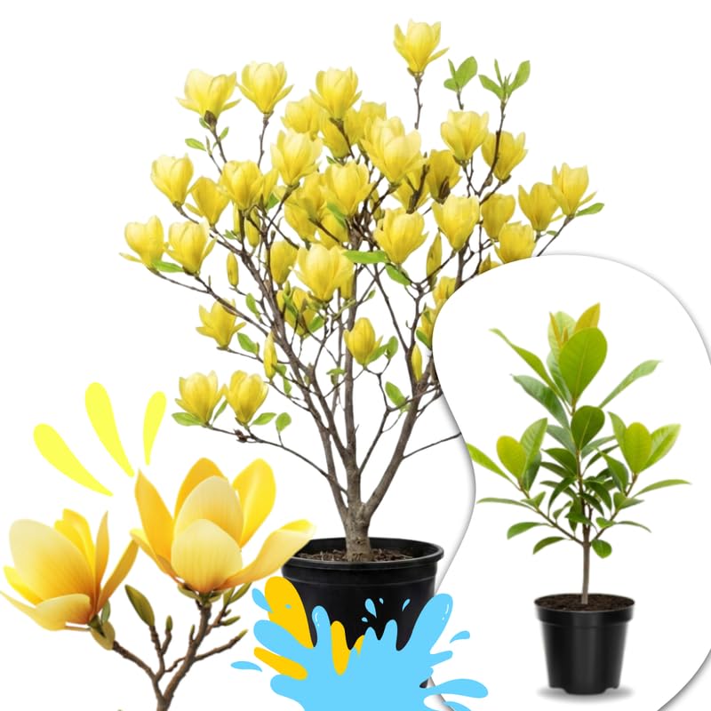 Yellow Magnolia Tree Live Plant in 1 Gallon Pot, 1-2 Feet Tall, 2 Years Old Well-Rooted Tree, Cold Hardy, Magnolia Shrub for Spring Planting, Fast-Growing