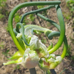 25 Walking Onions Bulbs for Planting, Heirloom Onion Bulbs, Large Egyptian Walking Onion Bulb