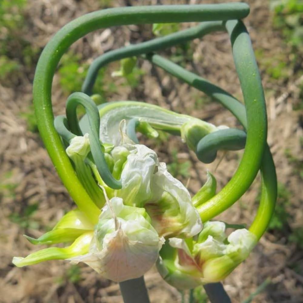 25 Walking Onions Bulbs for Planting, Heirloom Onion Bulbs, Large Egyptian Walking Onion Bulb