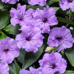 2 Dwarf Purple Mexican Petunia Live Plants, Hardy Mexican Petunia Bush Cold Hardy, Starter Size 5-10 Inches in Tall, No Pot