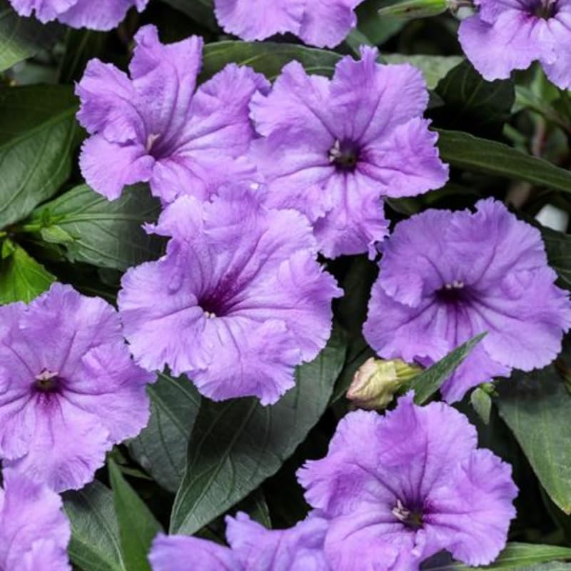 2 Dwarf Purple Mexican Petunia Live Plants, Hardy Mexican Petunia Bush Cold Hardy, Starter Size 5-10 Inches in Tall, No Pot