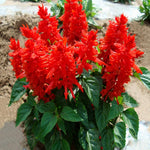 4 Fragrant Sage Salvia Live Plants, Planting in Spring Sage Plants Live, 5 to 10 Inches in Tall, Change Color (Red)