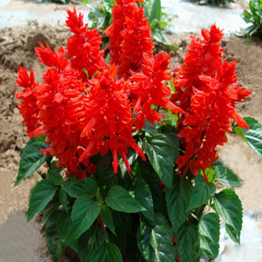 4 Fragrant Sage Salvia Live Plants, Planting in Spring Sage Plants Live, 5 to 10 Inches in Tall, Change Color (Red)