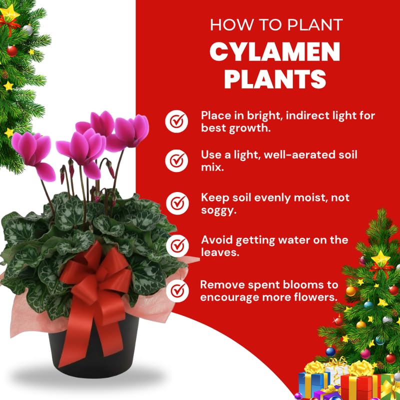 2 Pink Cyclamen Plants Live in 4" Pot, Already Bloom in Vibrant Color, Easy to Care for Indoor or Garden Flowering Houseplant