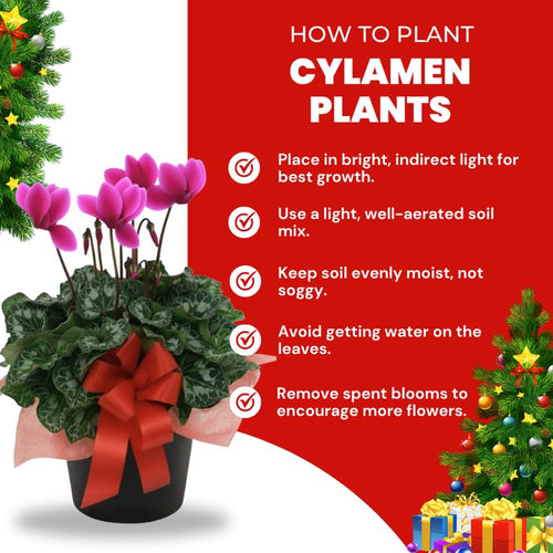 2 Pink Cyclamen Plants Live in 4" Pot, Already Bloom in Vibrant Color, Easy to Care for Indoor or Garden Flowering Houseplant