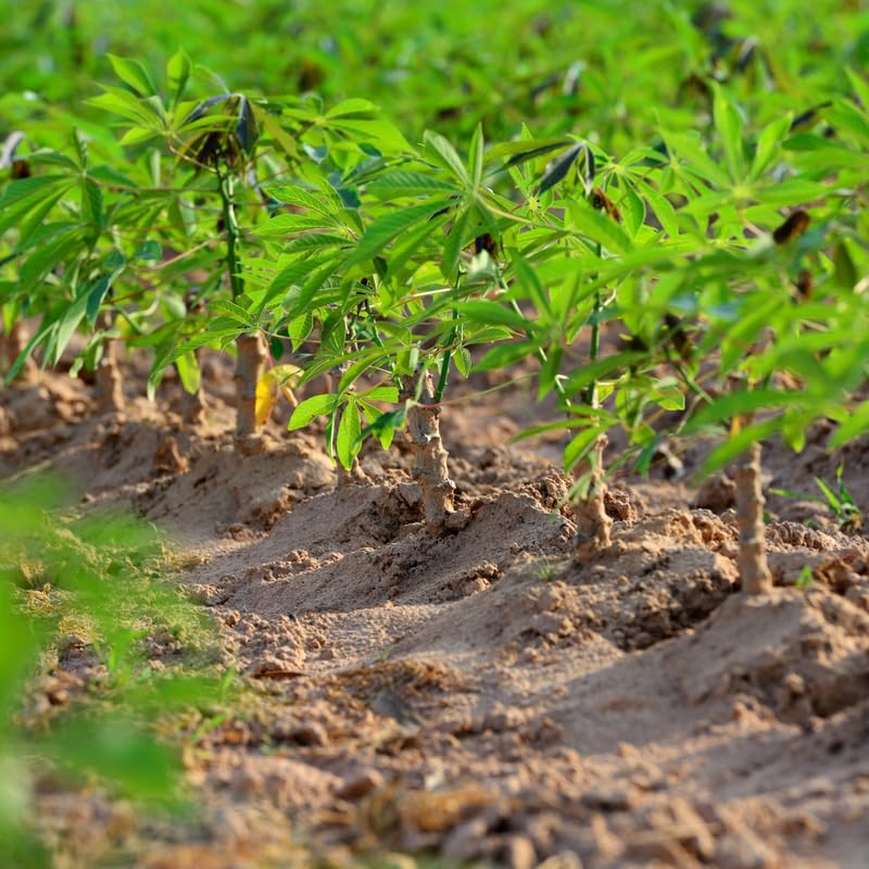2 Dwaft Moringa Trees Plants Live, Moringa Plants Live for Growing Indoor Outdoor, 6 to 8 Inc Tall