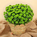 Green Chrysanthemum Plants Live Starter, Mums Plants Live for Spring Blooms, Outside Growing, Hardy and Fast-Growing, Size 4-8" in Tall