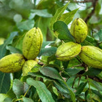 5 Pecan Trees Live Plants, Dormant, Bare Roots, Nuts Tree for Spring Planting, 1-2 Feet Tall, Hardy Pecan Nut Seedlings