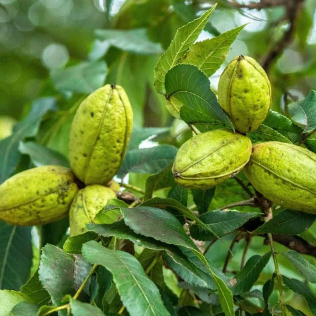 5 Pecan Trees Live Plants Seedlings, 12-18 Inches Tall Bare Roots Trees Live Plants, Dormant Nuts Tree for Spring Planting, Hardy Pecan Nut