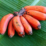 Red Banana Plant Live, 4-6" Tall Well-Rooted for Indoor Tropical Displays, Cold Hardy Banana Fruit Tree