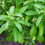 2 Stevia Plants Live, Herb Plant Indoor, Stevia Well Rooted