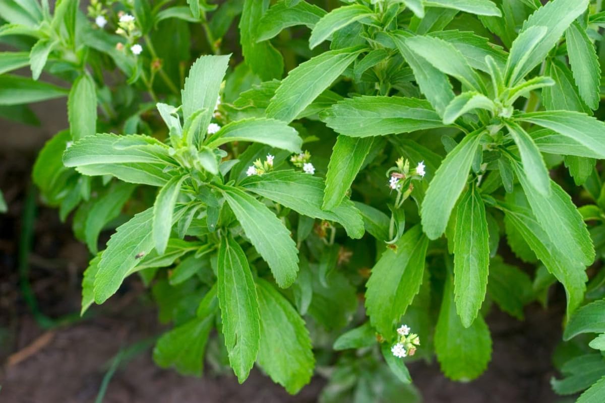 2 Stevia Plants Live, Herb Plant Indoor, Stevia Well Rooted