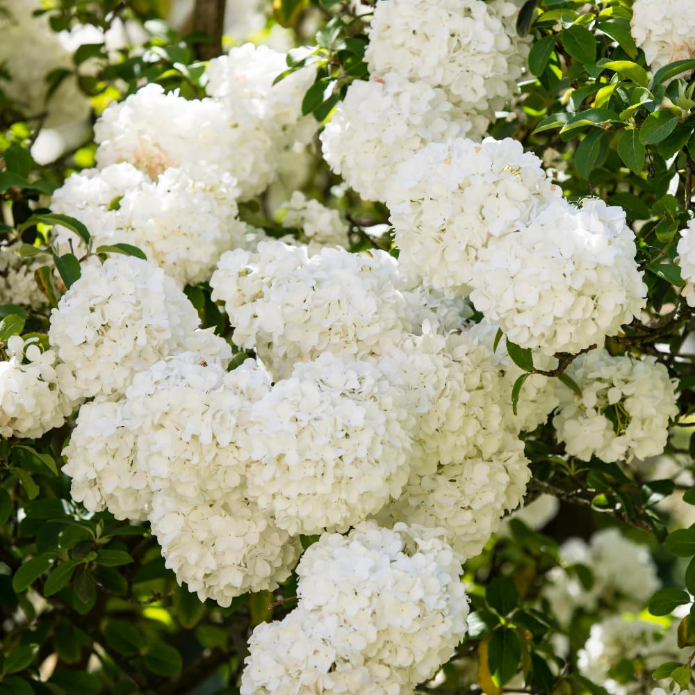 Snowball Viburnum Plant Live 10-12 Inch Tall, White Snowball Bush Live in Pot, Fragrant Flower for Outdoor Gardening