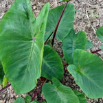 Colocasia Live Plant, 4-8'' Tall, Elephant Ear Plant, Esculenta Taro Alocasia Housplant, Indoor Outdoor Planting (Red Stem)