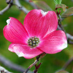 Dormant Dogwood Tree Live Plant, 9 Months Old 6-12 Inch Tall in Quart Pot, Dogwood Tree Potted, Perennial, Well Rooted Plants, Cold Hardy (Pink)