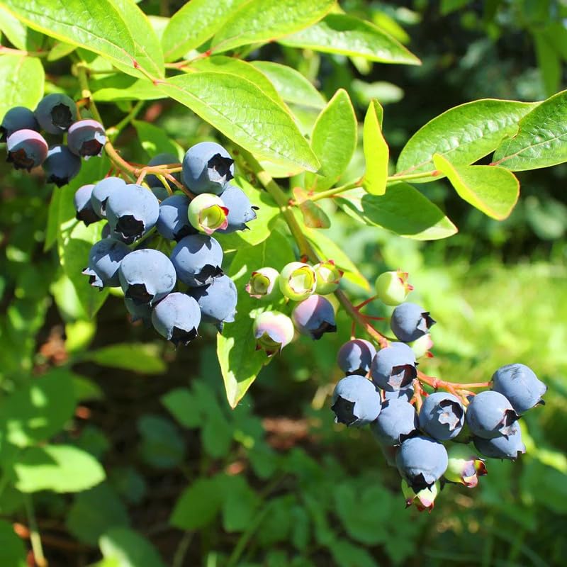 2 Blueberry Trees Live Plant for Planting, 5-10" Tall, Blueberry Plant Live, Sweet Blueberry Bush Live Plant, Large Blueberries Fruit Bareroot (Biloxi Blueberry)
