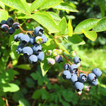 2 Blueberry Trees Live Plant for Planting, 5-10" Tall, Blueberry Plant Live, Sweet Blueberry Bush Live Plant, Large Blueberries Fruit Bareroot (Biloxi Blueberry)
