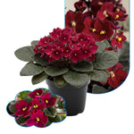 African Violet Live Plant in 4" Pot, Red African Violets Plants Houseplant Well-Rooted, Indoor Outdoor Blooming, Holiday Flower Bush
