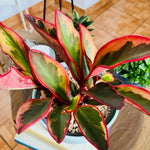 Tricolor Peperomia Plant Live, Peperomia Live Plant for Indoor Growing, Variegated Foliage, Easy Care Houseplant, 3.5 Inches Pot, 4-6 Inc Tall