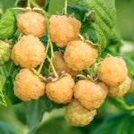 Pack 4 Raspberry Plants Live, 5 to 8 Inch Tall, Sweet Raspberry Bush Live Plants, Raspberries Fruit Seedlings, No Pot (Fall Gold Raspberry)