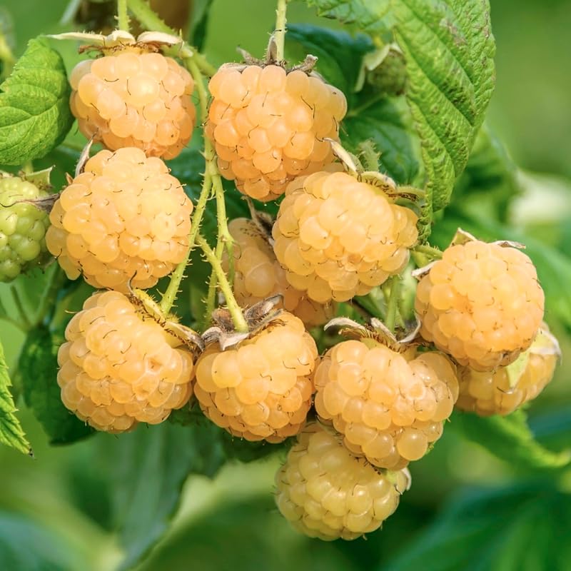 Set 4 Raspberry Plants Live 5 to 8 Inch Tall, Raspberry Bush Live Plants, Sweet Raspberries Fruit Seedlings (Fall Gold Raspberry)