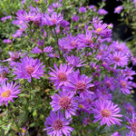 Set 2 Hardy Aster Plants Live, Perennial Aster Flowers for Planting Outdoor, Container, Garden 4-8 Inches - Purple Blooms