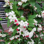 White Bleeding Heart Live Plant, 6-8 Inch Clerodendrum Live Plant, Clerodendrum Bleeding Heart Vine - Perennial Flower, Well Rooted Starter Plant