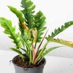Fire Philodendron Plant Live, Rare Tropical Variegated Live Indoor Houseplant, Starter Plants No Pot, 5-9" in Tall
