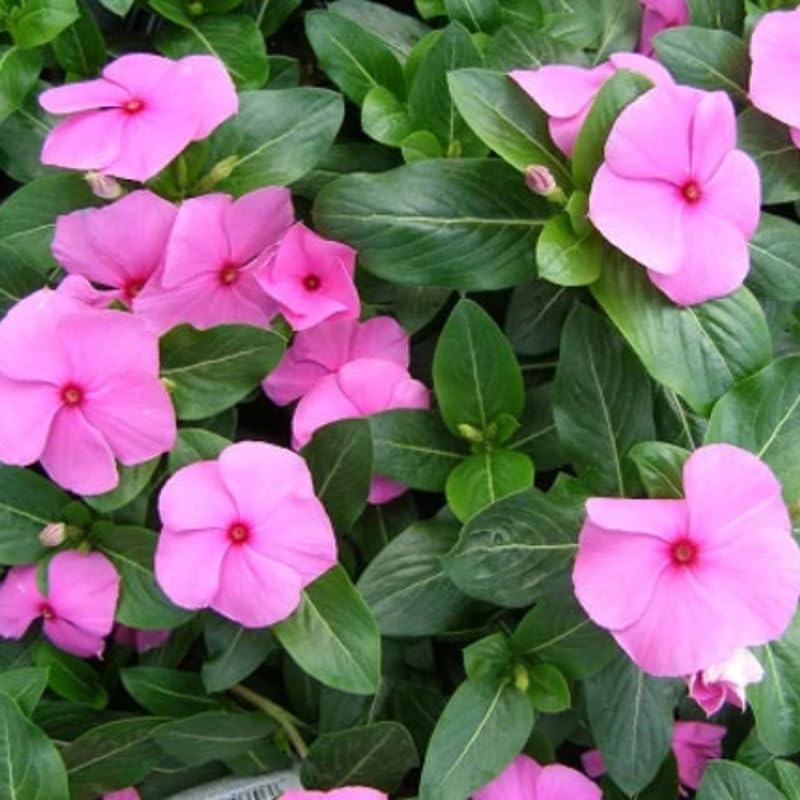2 Pink Vinca Plants Live Ground Cover, 3-6" Tall Trailing Vinca Flowers for Garden Beds, Pots, Outdoor Landscaping, in Pot