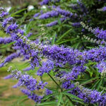 2 Blue Chaste Vitex Trees Live Plants, Texas Lilac Tree Well-Rooted 5–9 Inch in Tall, No Pot, Fragrant Purple Blue Spring Blooms