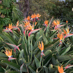 Bird of Paradise Plant Live, Orange Bird of Paradise Live Plant from 5 to 7 Inches Tall, Flower Bush Plant