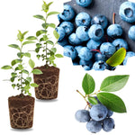 2 Southern Highbush Blueberry Plants Live for Outdoor Growing, Legacy Blueberry Trees Live Plants, Blueberries Bushes, Hardy and High Yield Seedlings, Starter 4 to 7", No Pot