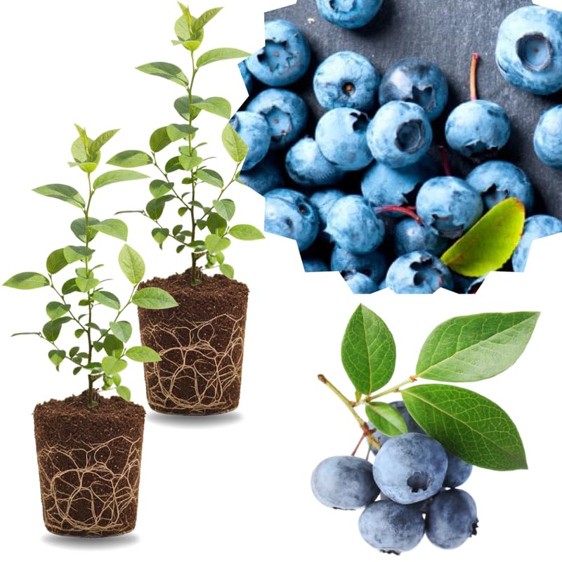2 Southern Highbush Blueberry Plants Live for Outdoor Growing, Legacy Blueberry Trees Live Plants, Blueberries Bushes, Hardy and High Yield Seedlings, Starter 4 to 7", No Pot
