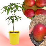 Irwin Mango Tree Live Plant, 8–12 Inch Tall in Pot, Sweet Hardy Mango Seedling Variety for Planting, Outdoor Fast-Growing