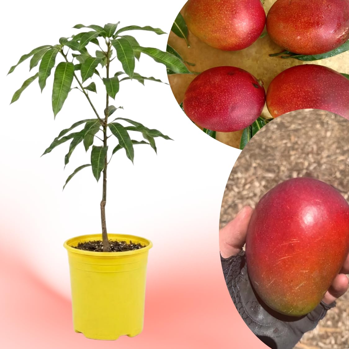 Irwin Mango Tree Live Plant, 8–12 Inch Tall in Pot, Sweet Hardy Mango Seedling Variety for Planting, Outdoor Fast-Growing