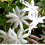 3 Jasmine Plant Indoor Live, Jasmine Flower Plants Live, No Pot, 5 to 7 Inch in Height Starter Plant