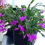 Christmas Cactus Plant Live, Starter Holiday Thanksgiving Cactus Plant for Indoor Outdoor Houseplants, Fasle Easter Cactus Plants Like, Cold Hardy, 5-9" in Tall (Purple)
