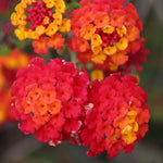 4 Lantana Plants Live for Planting Indoor Outdoor, 4-8" Tall, Fragrant Lantana Live Plant, Trailing Lantana Flowers Perennial (Red Lantana)
