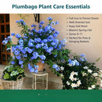 5 Blue Plumbago Cuttings 6–8 Inches, Plumbago Auriculata Plant Cuttings, Blue Flowering Shrub Starter for Outdoor Growing