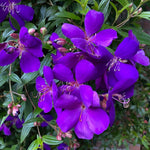 Blue Tibouchina Plant Live, Tibouchina Flowering Bush Shrub for Outdoor Garden, 5-7 Inches