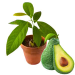 Avocado Tree Live Plant Well-Rooted, 1 Year Old Avocados Trees Plant Potted for Spring Planting, 8-12 Inches Tall, No CA