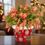 Christmas Cactus Plant, Thanksgiving Cactus in 4” Pot, Colorful Holiday Blooms, Indoor Gardens Growing (Peachy Christmas Cactus)
